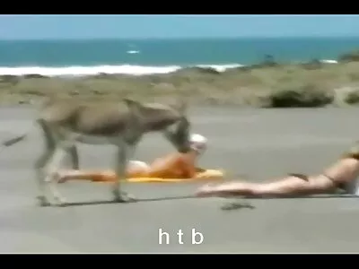 ویدیو کلیپ جوجه گرسنه از دیک (بریت بازی سوپر سکسی جیمز)